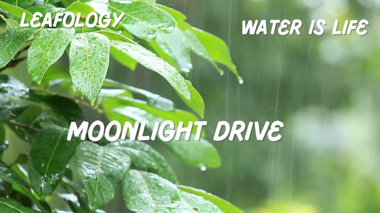 Moonlight Drive &ndash; Yunior Arronte &ndash; Chill & Relaxing Music by Leafology