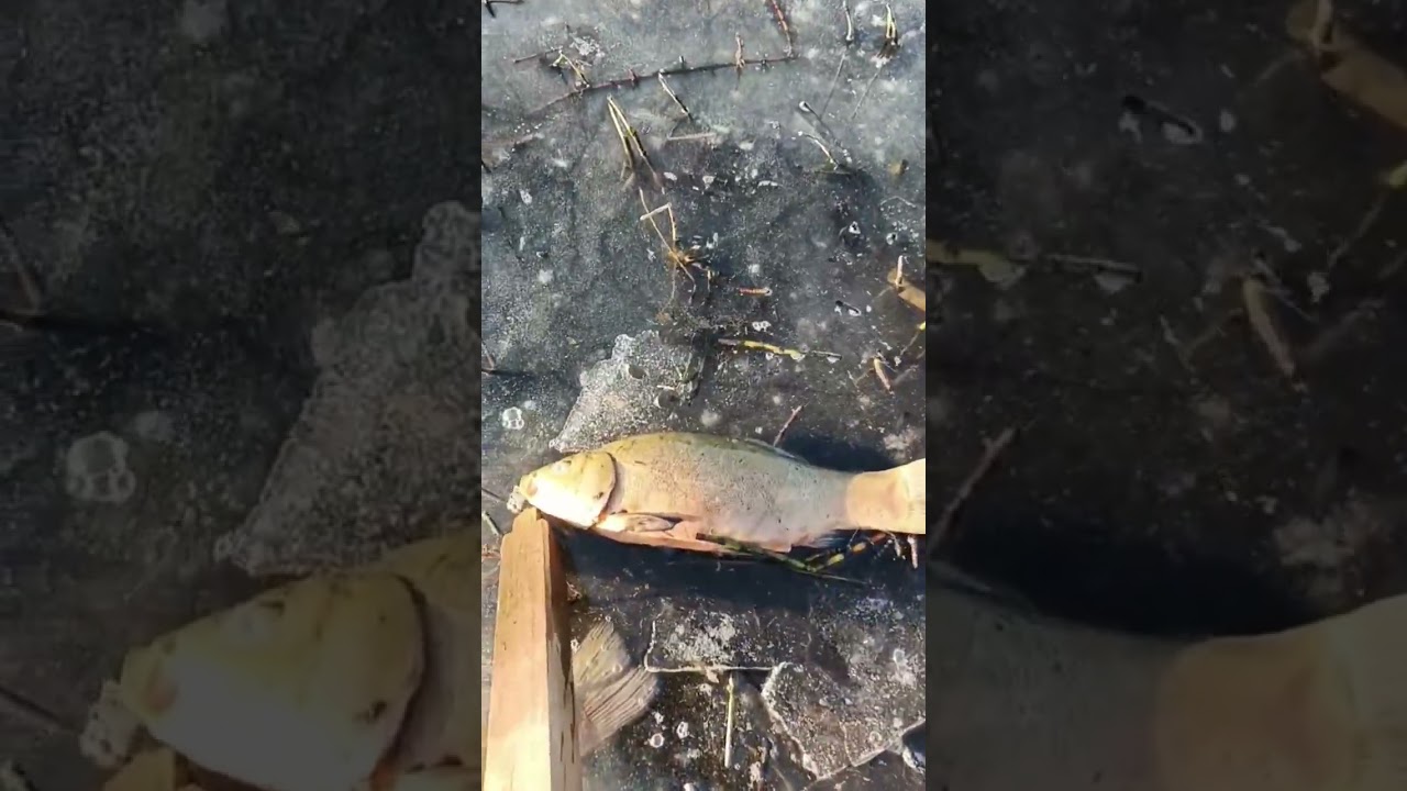 skutki przyduchy na stawię 😭#youtubeshorts #fish #funny #shortvideo #shorts