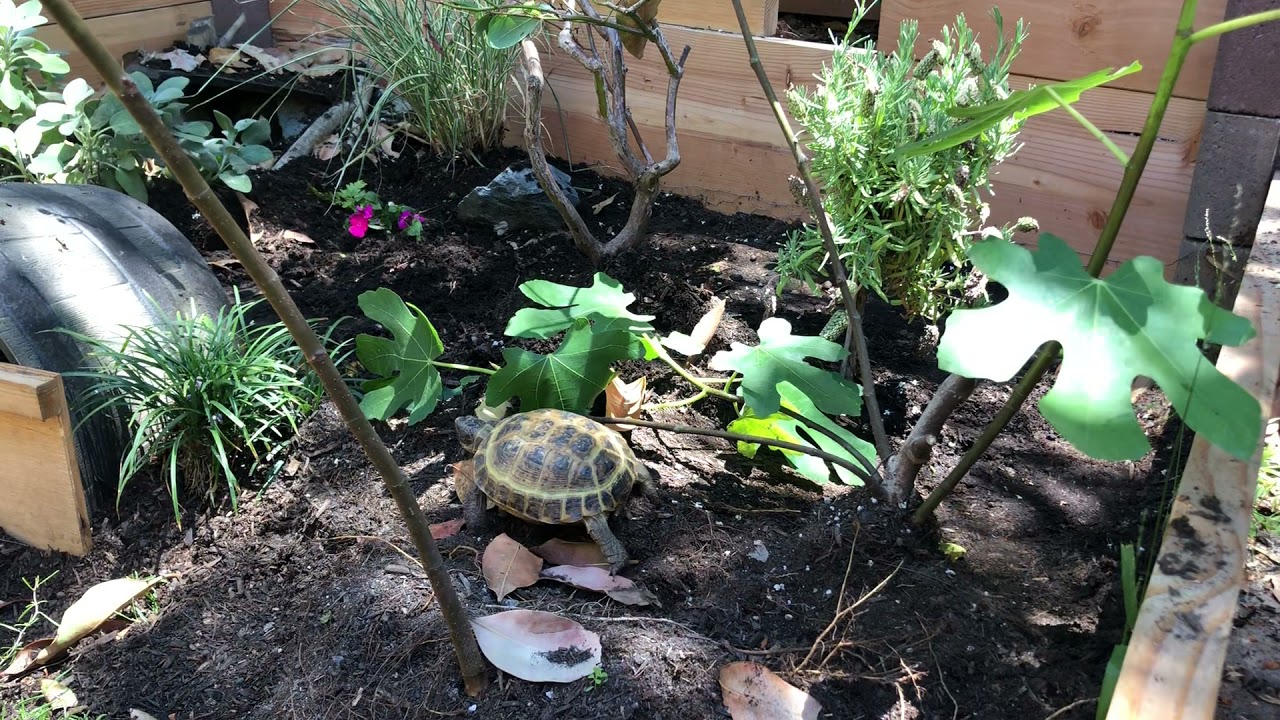 Russian checking out new outdoor enclosure