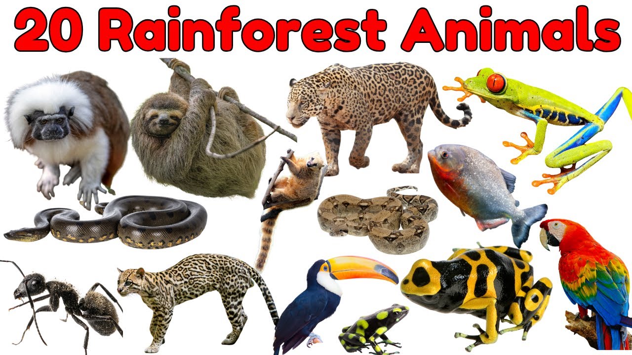 20 Amazing Rainforest Animals for Kids | Fun Animal Facts & Names for Children #animals #education