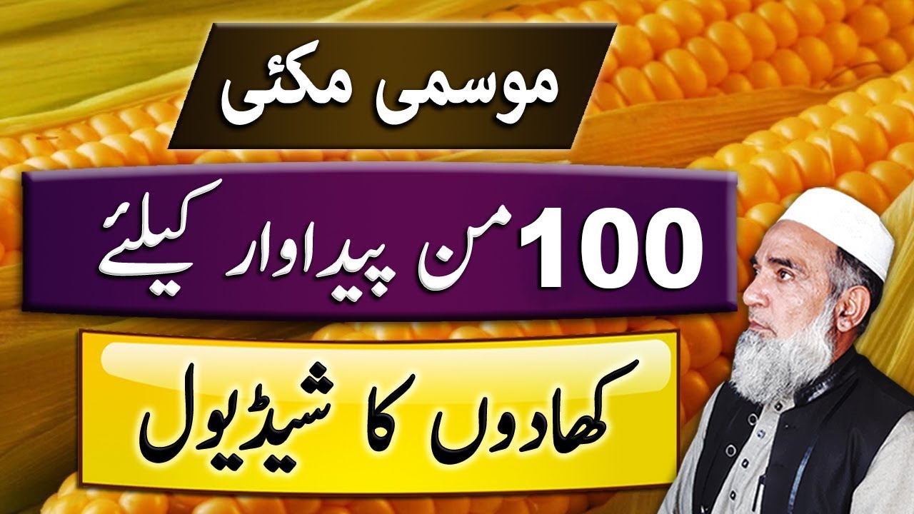 Fertilizer plan for Autumn Maize to achieve 100 maunds yield || Crop Reformer