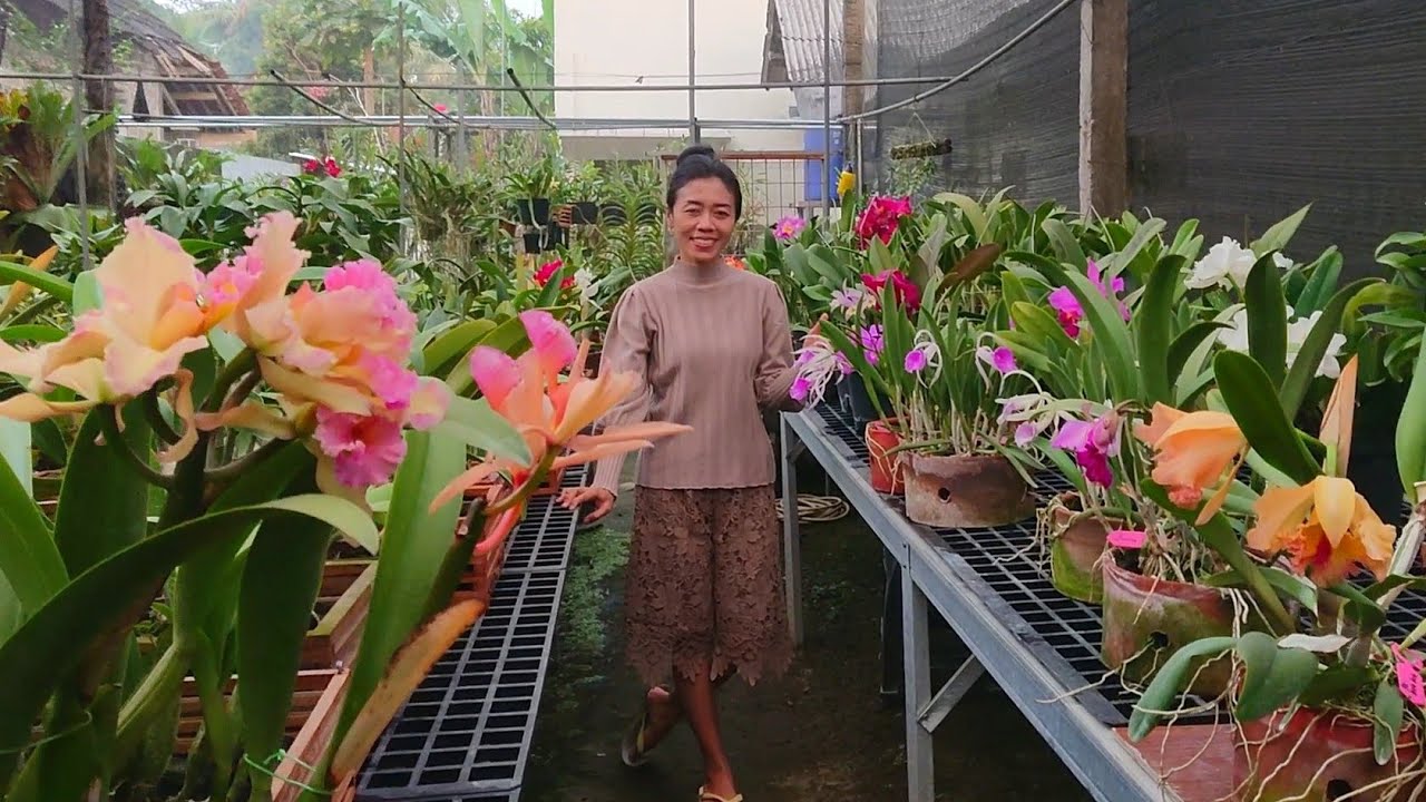 Ready berbunga Anggrek Cattleya bahan murah sampai sultan istimewa koleksi berkualitas Indonesia