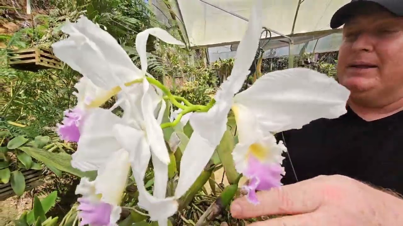 Está na hora das Cattleyas Warneri começarem a florir!