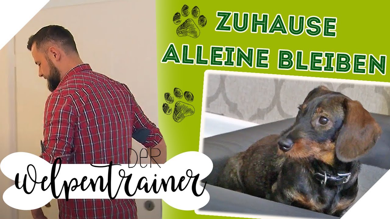 Hund allein zu Haus: Stressfrei & ohne Jaulen | Der Welpentrainer | sixx