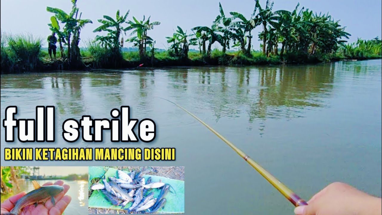 MANCING LIAR DI PAKUHAJI TANGERANG #microfishing
