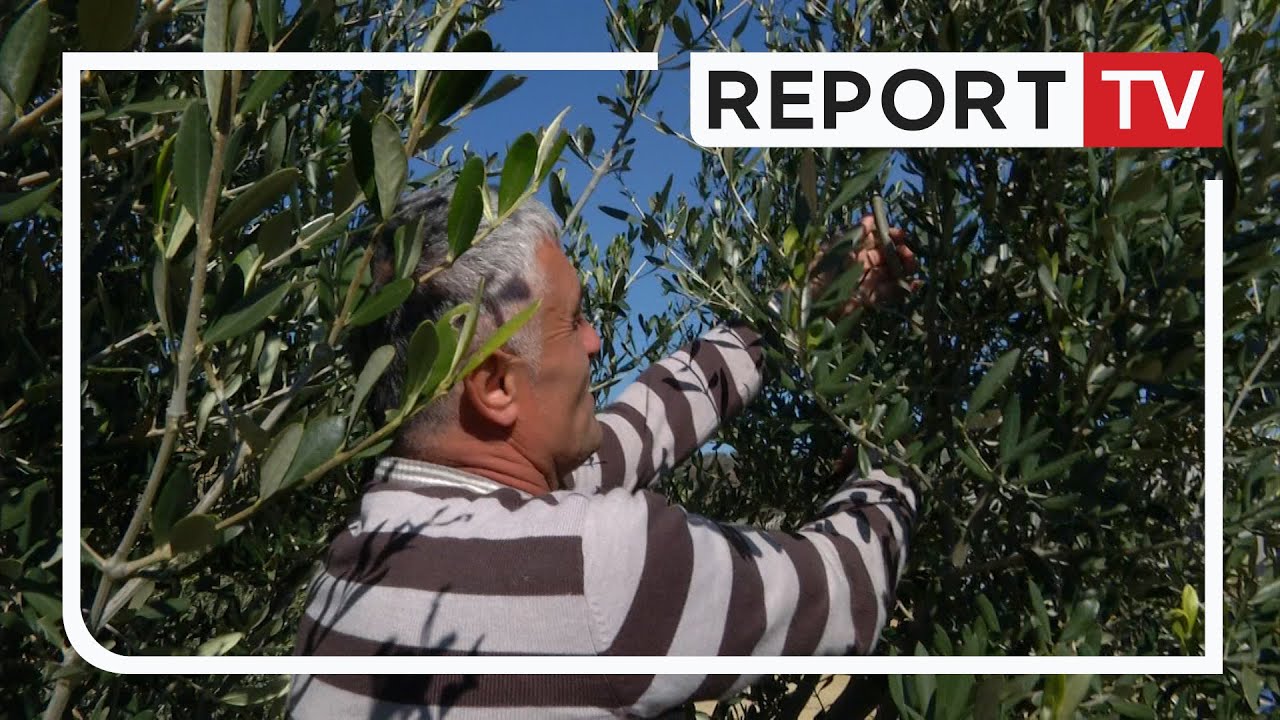 Report Tv, Veri Jug - Krasitja e ullinjve, zanati i një bujku