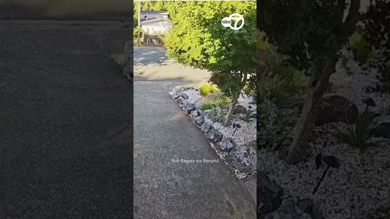 Earthquake Willits, California - June 24, 2026