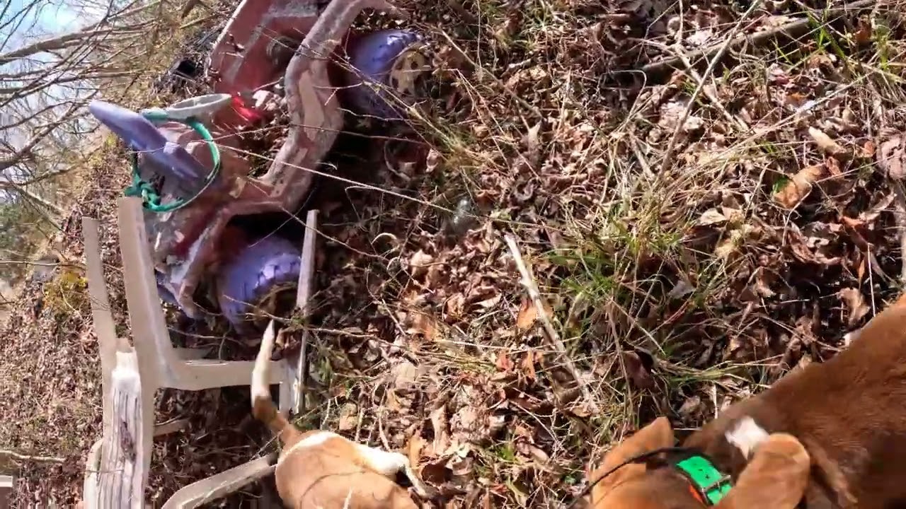RABBIT HUNTING WITH LARGE PACK OF WEIR CREEKS