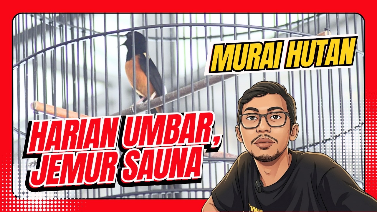 Murai Hutan Murai Muda Hutan Jemur Sauna Murai Batu Umbar Murai KARAKTER MURAI HUTAN RAWATAN HoBi ID