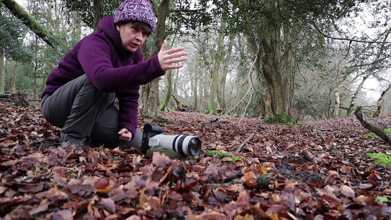 Close up Macro photography in the woods