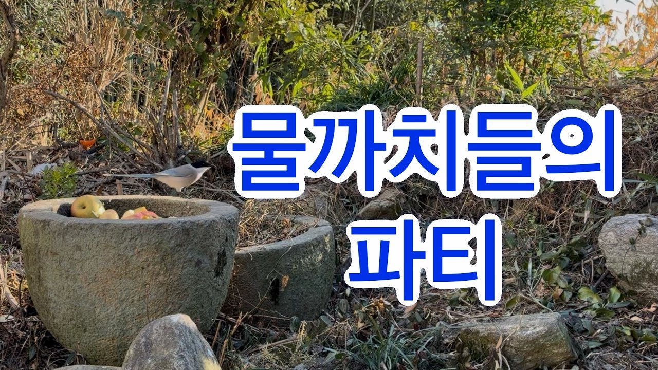물까치들의 파티 -  먹방!   #물까치#bird#azure-winged magpie