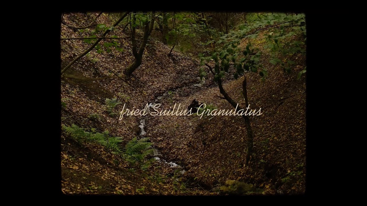 Cooking Suillus Granulatus (Slippery Jack mushroom)