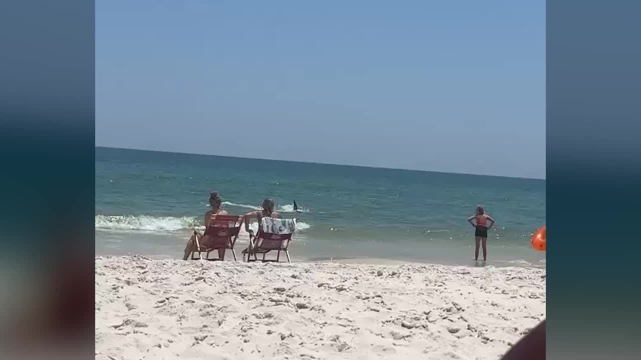 Shark on Perdido Key Beach
