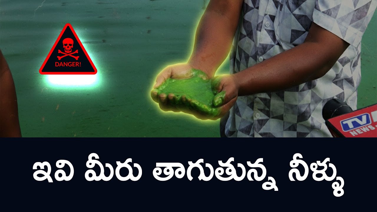 Krishna River Water Being Polluted by Industries at Dachepalli | TV5 News