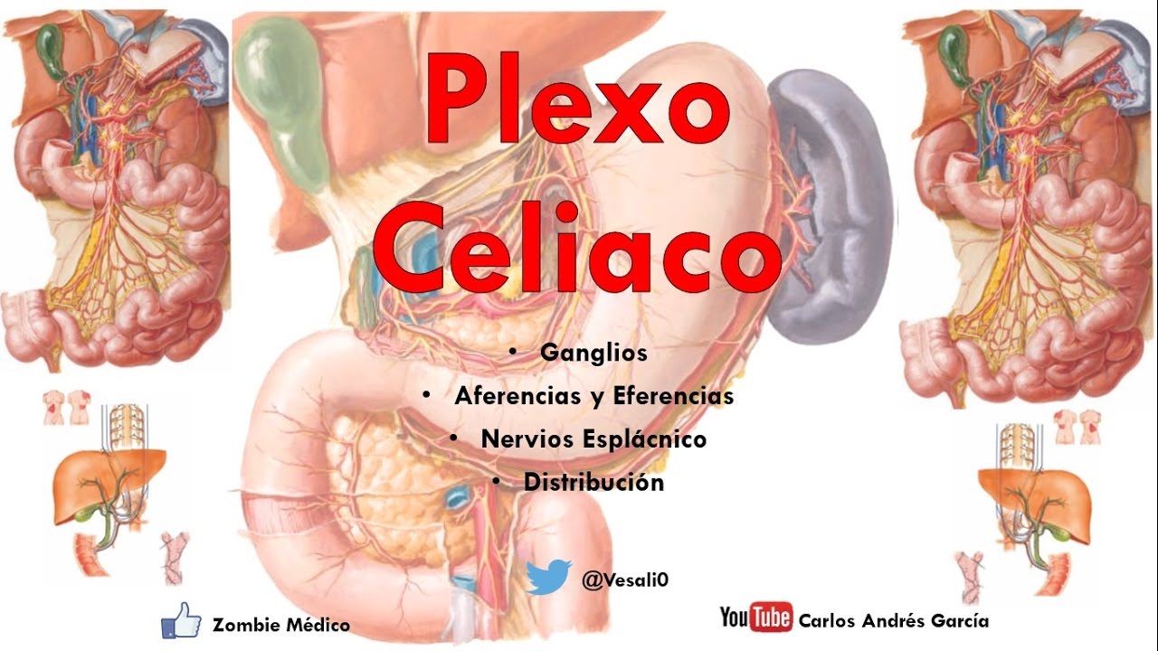 Anatomía - Plexo Solar o Celiaco (Ganglios, Aferencias, Ramos)