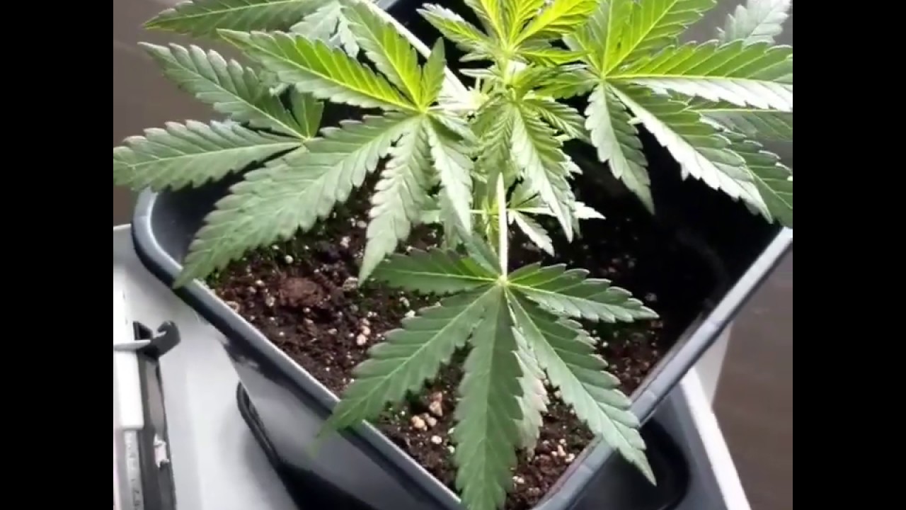 Cannabis ak 47 autoflowering my first Grow!