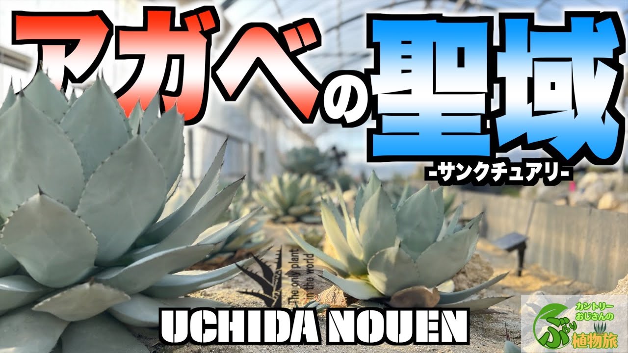 【アガベ】超ド迫力！！見渡す限り激アツな植物に囲まれる内田農園さんへお邪魔しました！