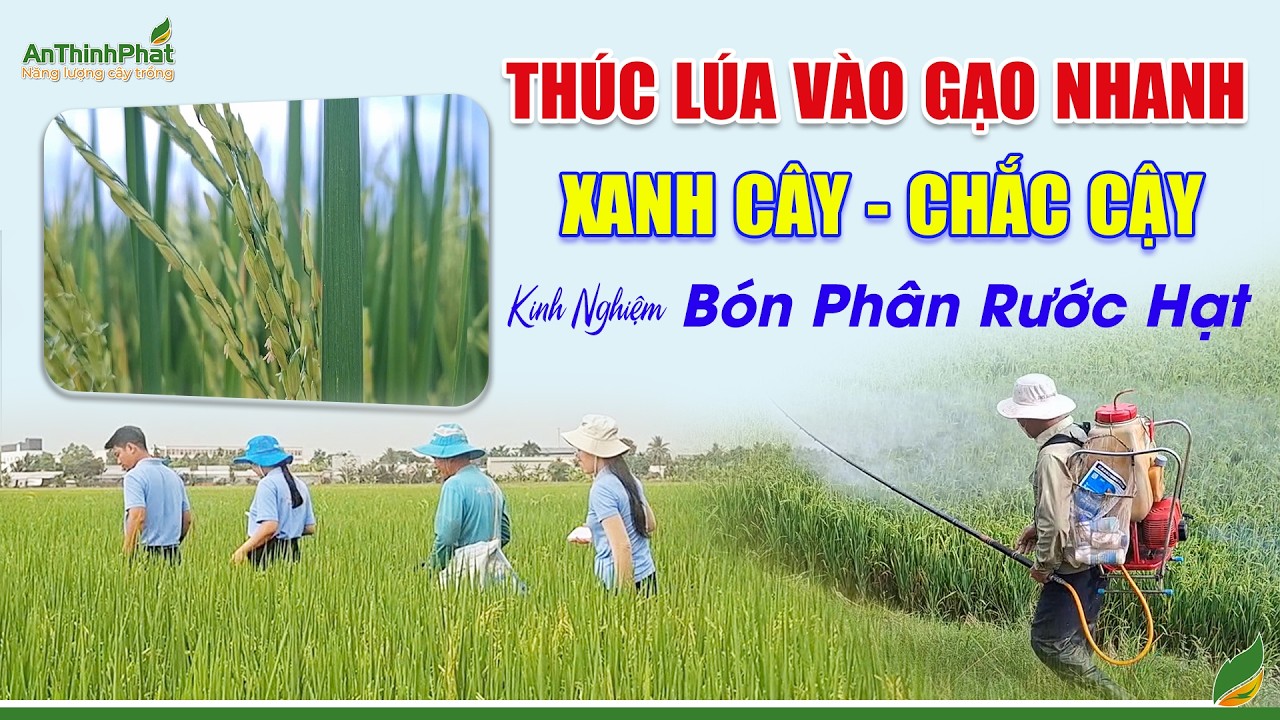Thúc Lúa Vào Gạo Nhanh - Xanh Cây - Chắc Cậy - Kinh Nghiệm Bón Phân Rước Hạt | An Thịnh Phát