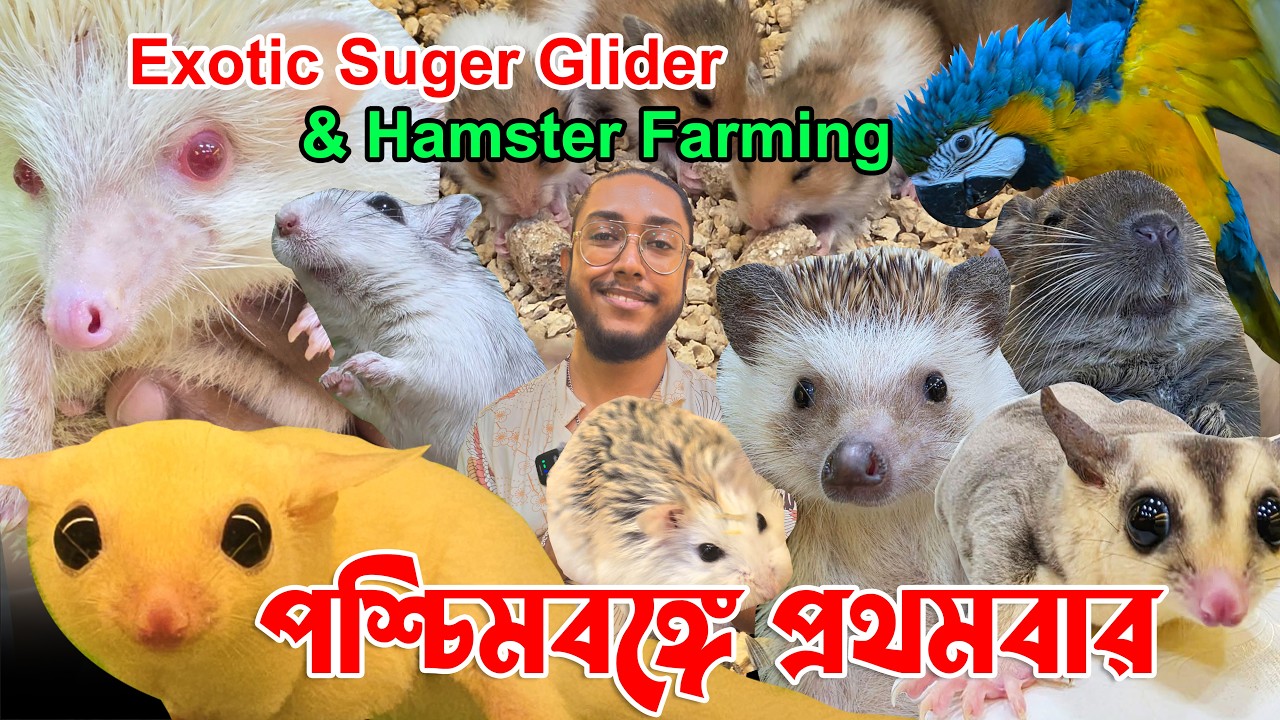 Indian Exotic Pet Sugar Glider🐕Hamster price in india🐕Exotic Pet Shop in kolkata🐕Kolkata Pet Shop