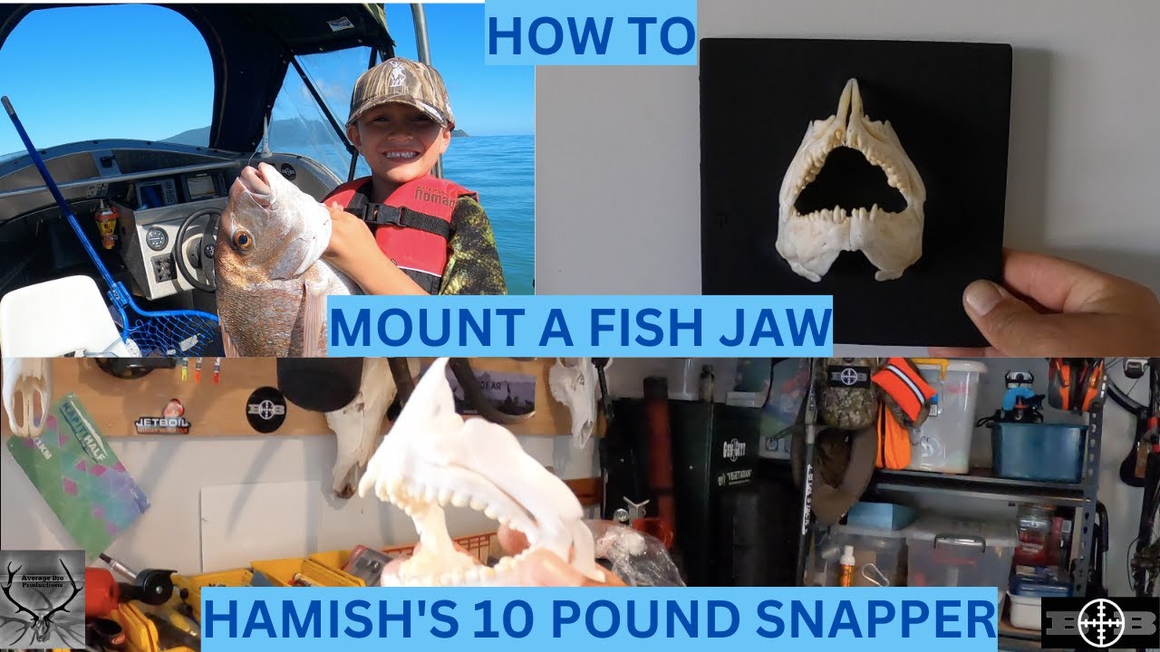 HOW TO MOUNT A FISH JAW Hamish's 10 Pound Snapper