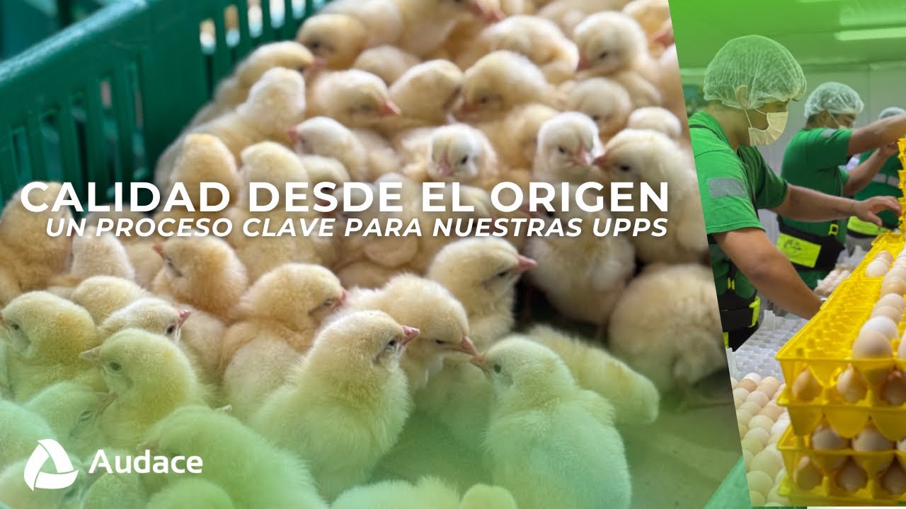 Nuestra Incubadora: el origen de la calidad en nuestra producción.