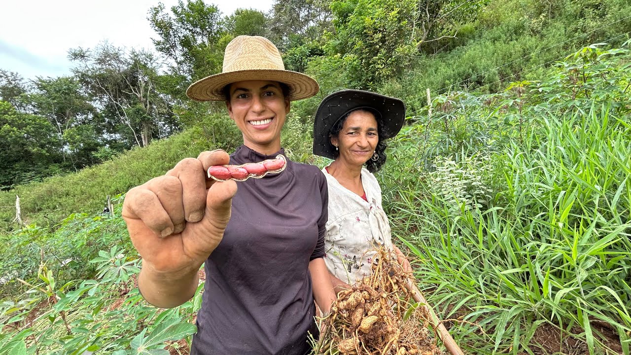 VOCÊ JÁ VIU COMO É ARRANCAR AMENDOIM NA ROÇA? 🌾VIDA SIMPLES NO INTERIOR