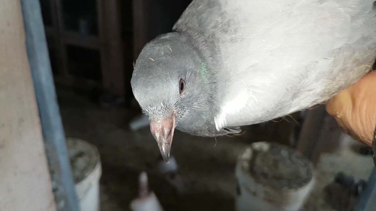 Cómo se le quita el miedo a una paloma esquiva