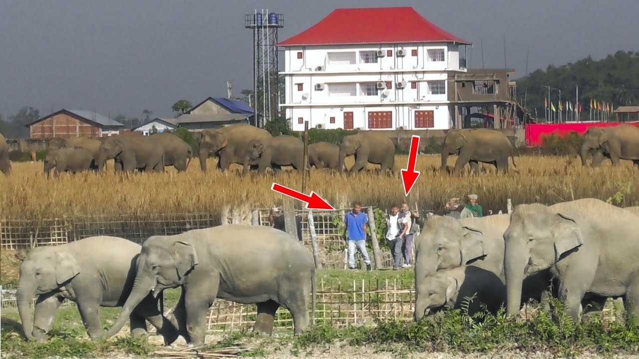 15 February 2026 #wildlife #elephant #assam #viral