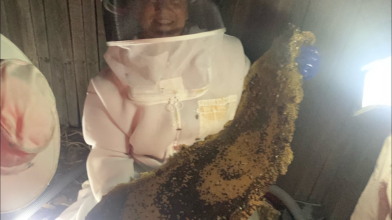 Eight year-old palm tree stump bee hive #beeremoval #savethebees #palmtrees