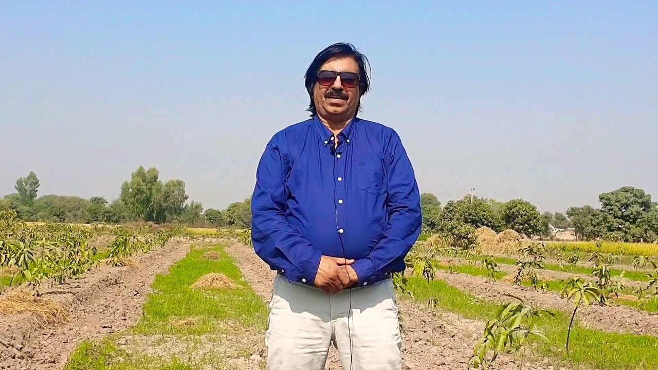 Mango STS Fundamentals | How to Start Small Tree System Orchards | Asif Hayat Tipu