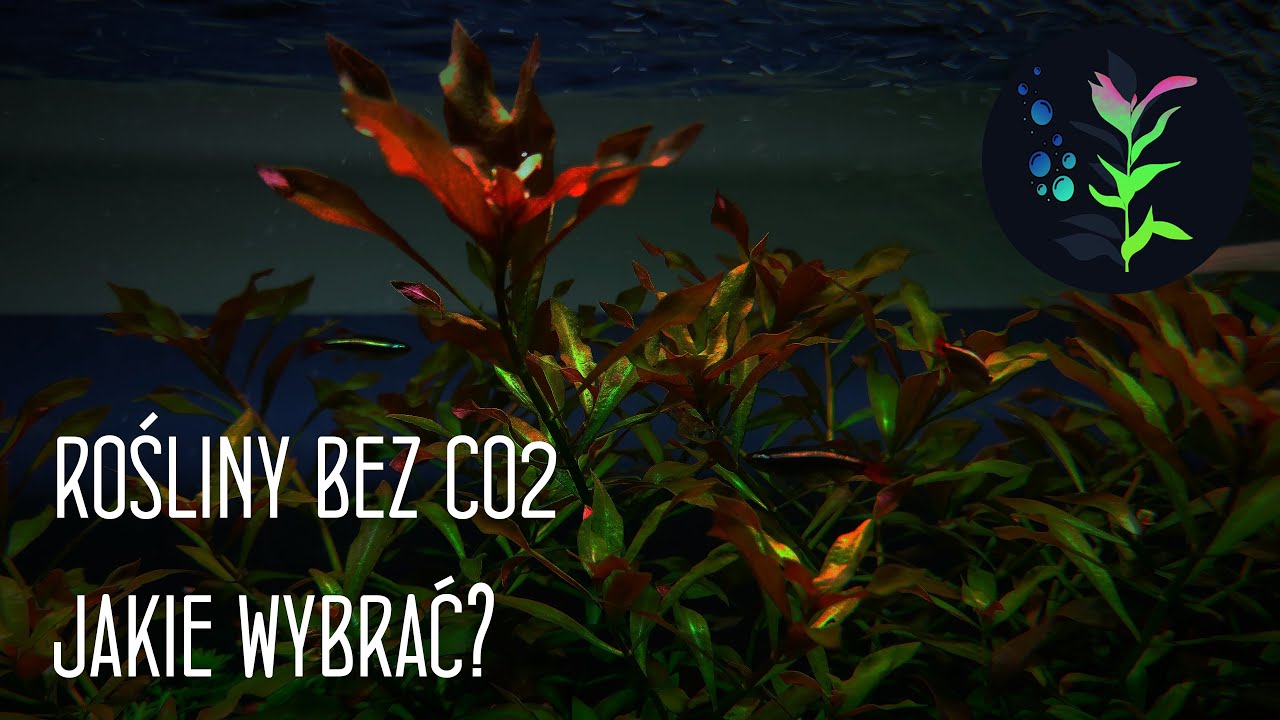 Rośliny do akwarium bez CO2