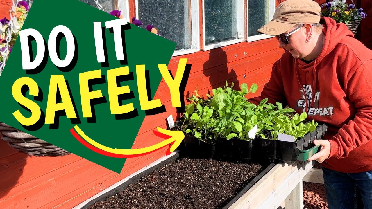 Hardening Off indoor started plants DON’T skip this
