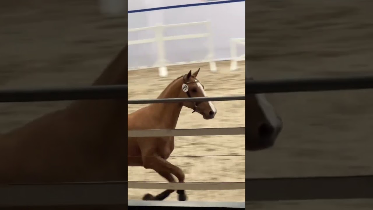 First viewing explained- Jumping stallion selections Ermelo 2025