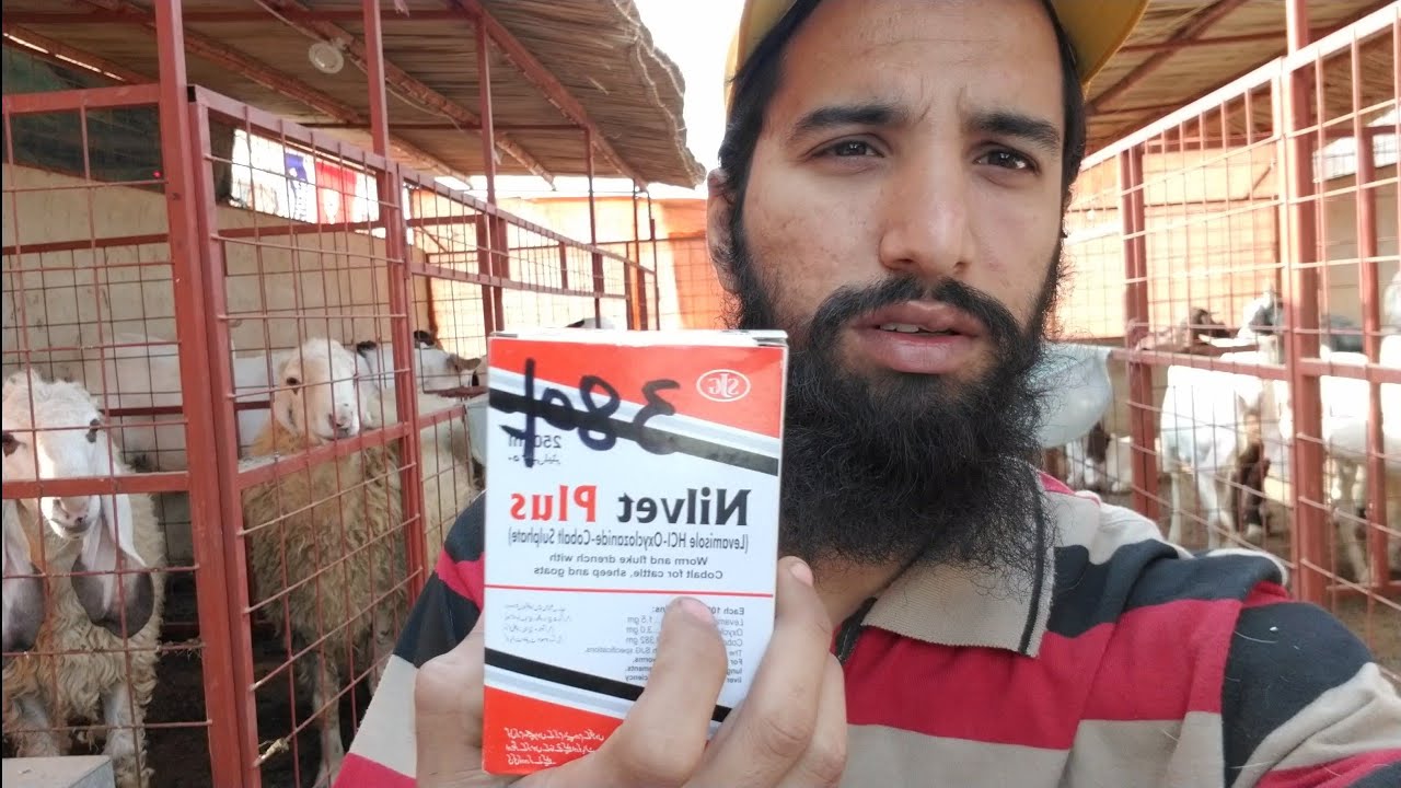 Deworming Process || Doing Goats Deworming
