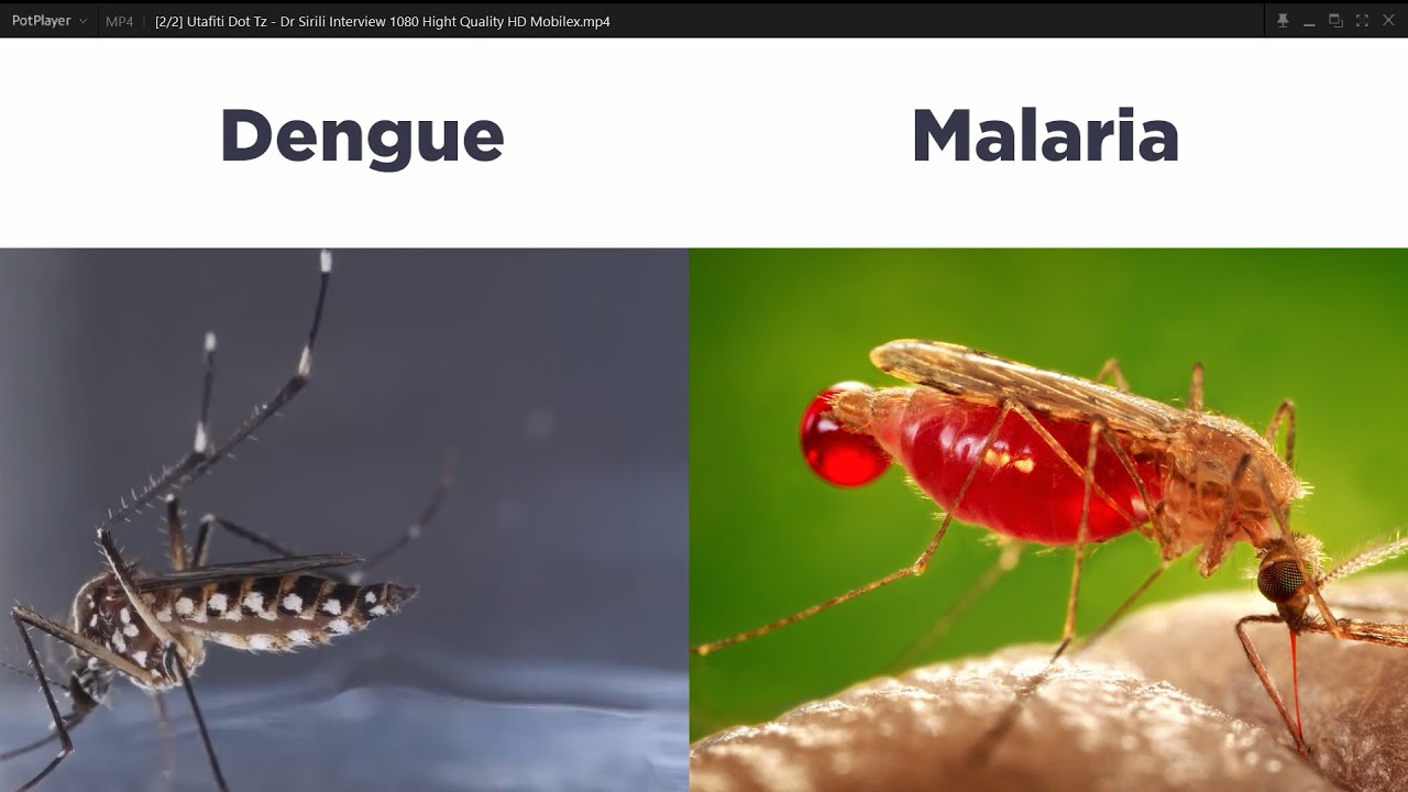 Dengue ijumuishwe na Malaria kwenye udhibiti? Tazama haya majibu ya watafiti  wa Tanzania.