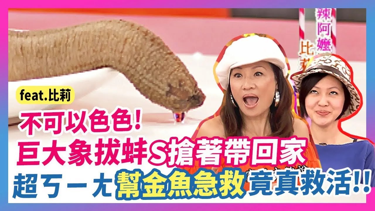 不可以色色！巨大象拔蚌