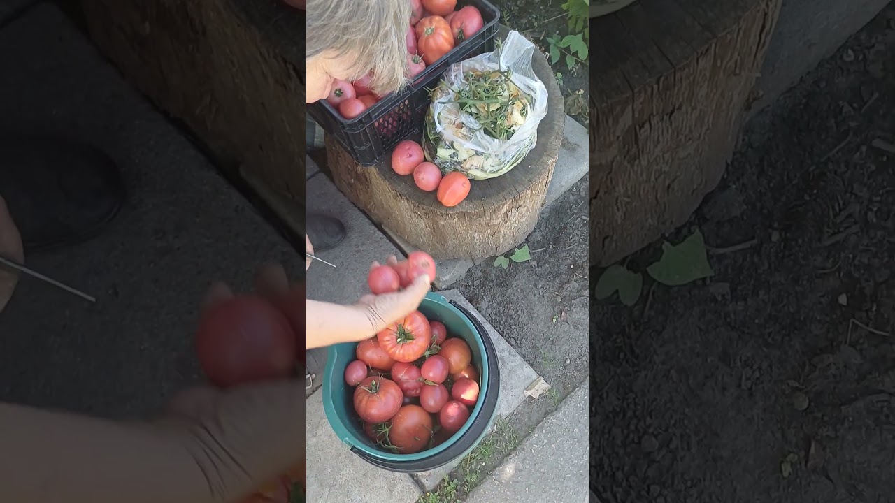 #Pomidory  #papryka #zbiory #tomato