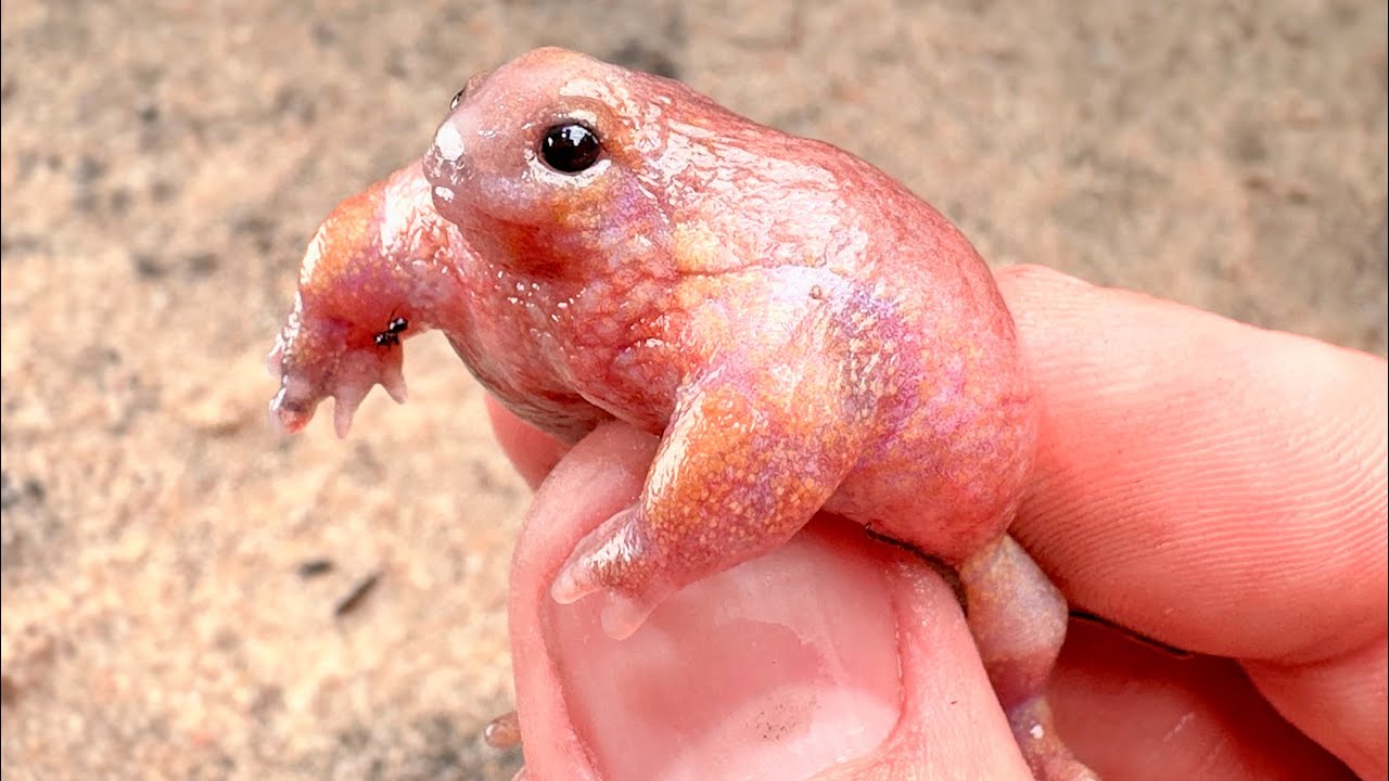 Meet the Turtle Frog! Pink, Pudgy and Kinda Cute