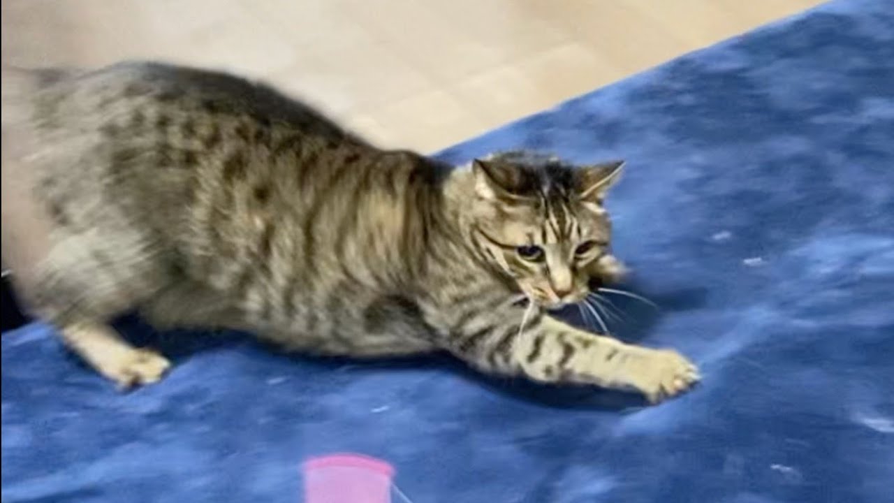 ネズミが出て暴走してしまったニャルガクルガ...