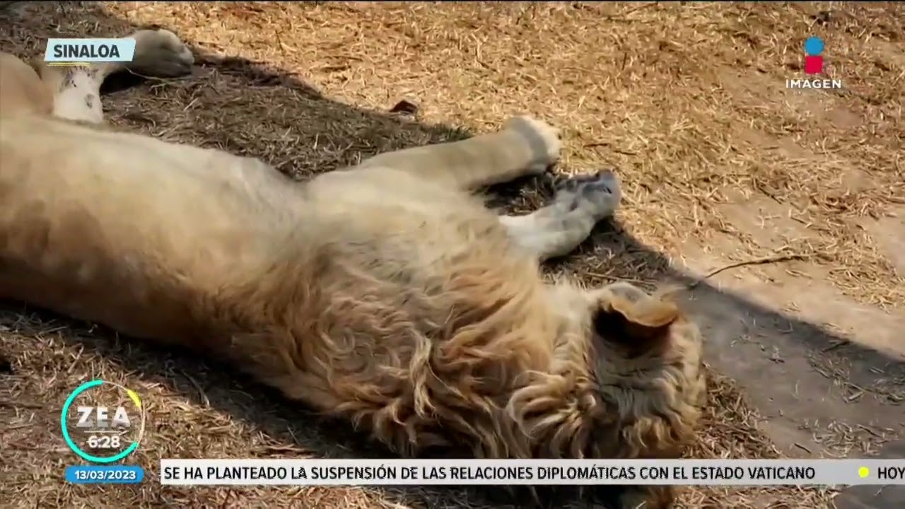 Caso Black Jaguar-White Tiger: El antes y el después de la denuncia | Noticias con Francisco Zea