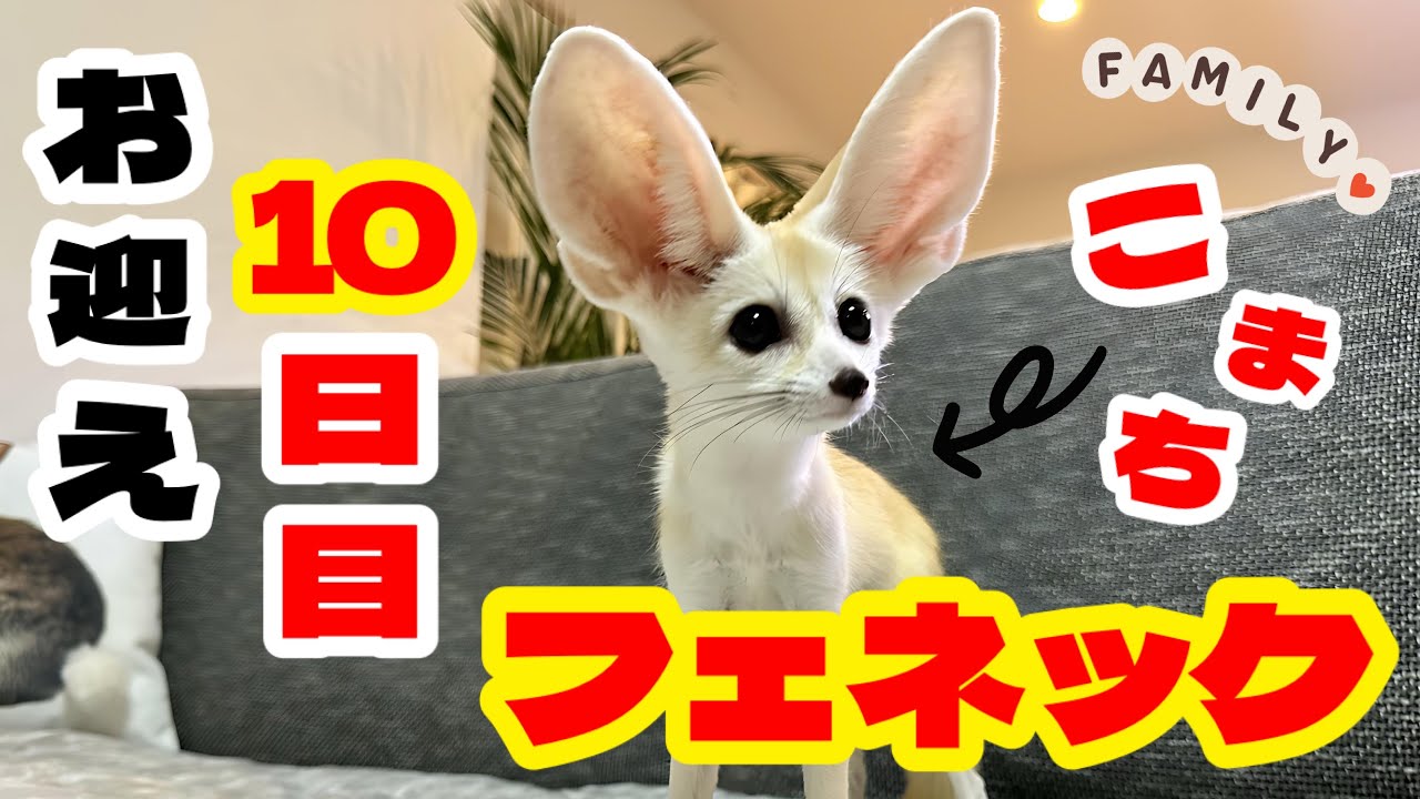 フェネックをお迎えして10日が経ちました！