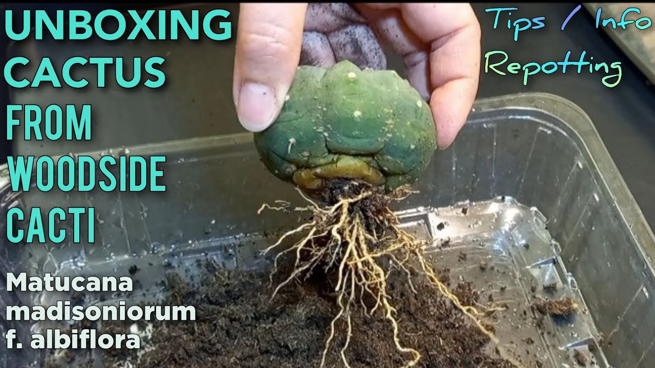 UNBOXING Matucana madisoniorum albiflora Cactus Plant From Woodside Cacti (WWW.WOODSIDECACTI.CO.UK)