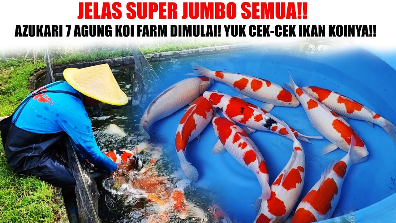 IKAN KOI SUPER JUMBO TOSAI PRODUK AKF❗ HARGA MULAI 500 RIBU SAJA❗ YUK SAT SET CUMA ADA 40 EKOR❗❗