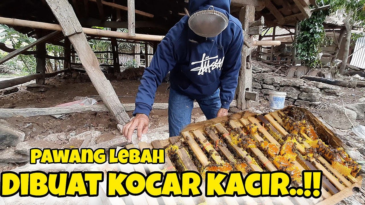 Tumpaah‼️panen madu dibuat kocar kacir‼️