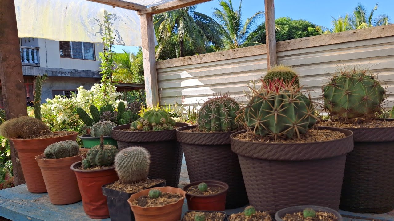 Empiezan los TRANSPLANTES DE CACTUS 🌵  LAS ESPINAS SON LA BELLEZA 😍