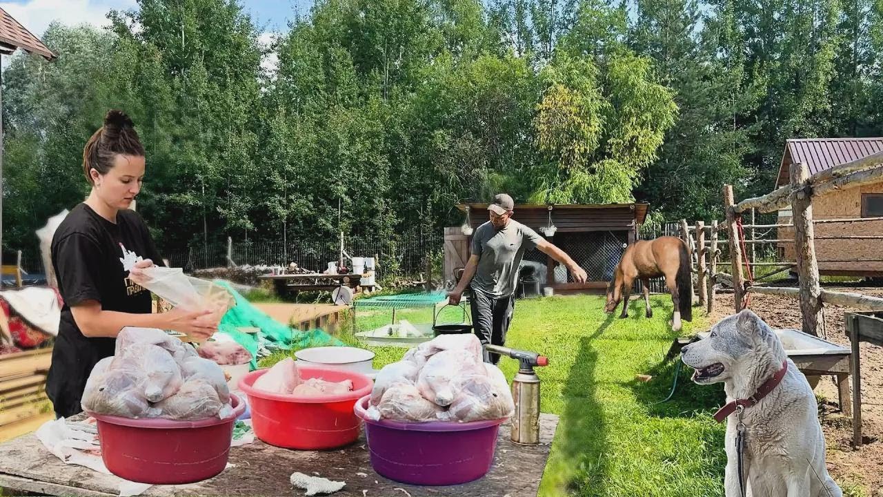 Vida en el campo: así criamos y preparamos nuestra propia carne en solo 40 días