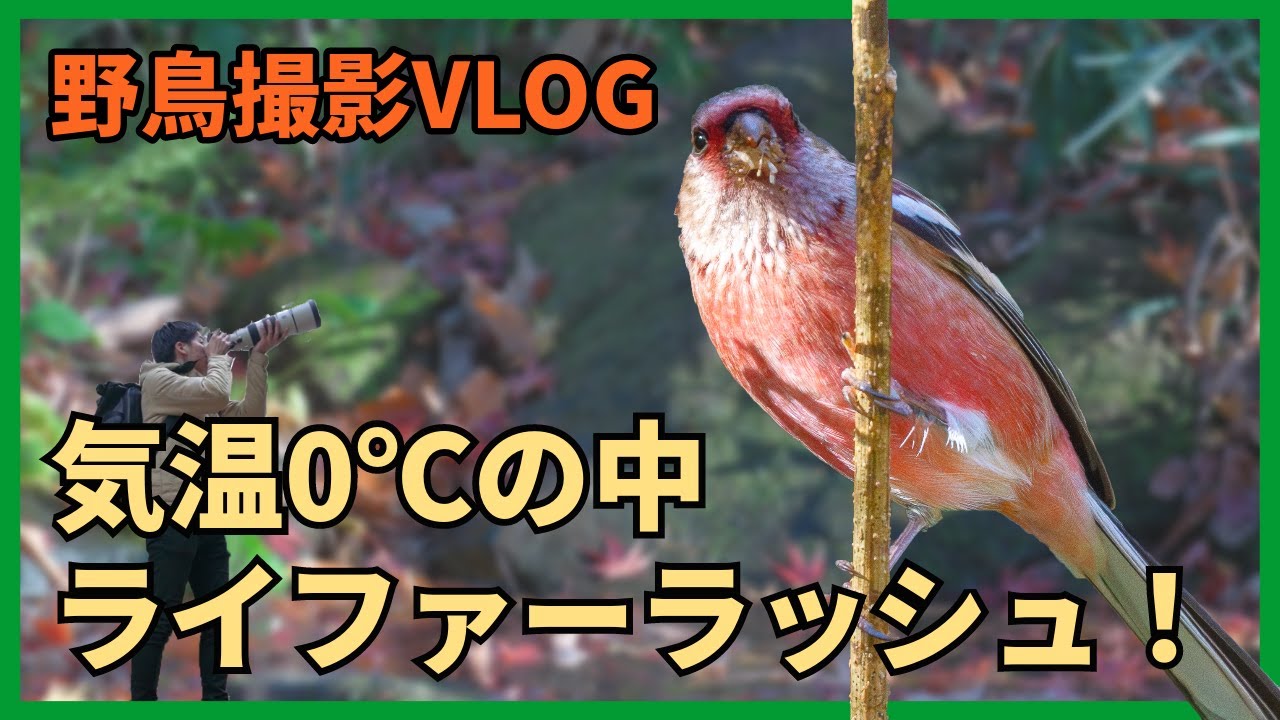 野鳥撮影Vlog 「寒の入り 木の実たいらぐ ベニマシコ」| アトリ、マヒワ、カヤクグリなど | Birding in Japan shot on SONY &alpha;1