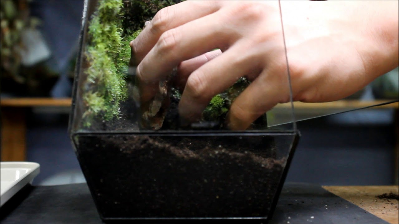 Krypton Moss Wall | Moss Wall Terrarium