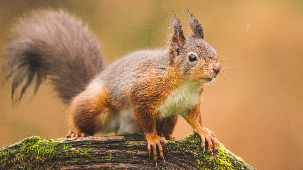 Woodland Wildlife Hide | Launch Video
