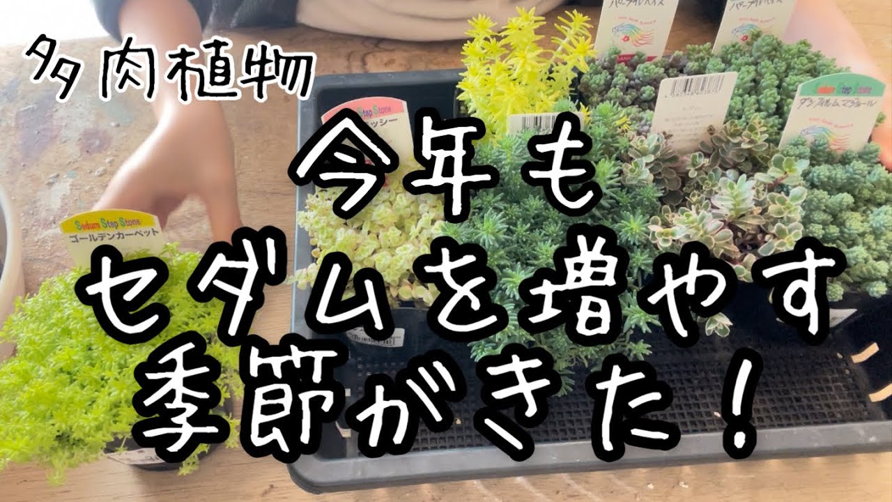 【多肉植物】私のセダムの育て方・増やし方